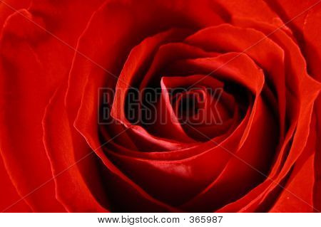 Rose vermelha