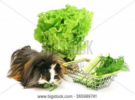 Funny Shaggy Sheba Guinea Pig Eats From A Shopping Basket Filled With Purchased Greens On A White Ba