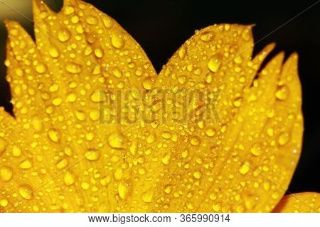 Macro Dropet And Cosmos Flower On Background