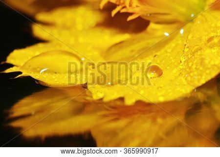 Macro Dropet And Cosmos Flower On Background