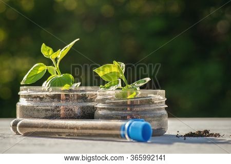 Botany. Pedology Concept. Soil Sample And Green Small Tree On The White Desk Background.
