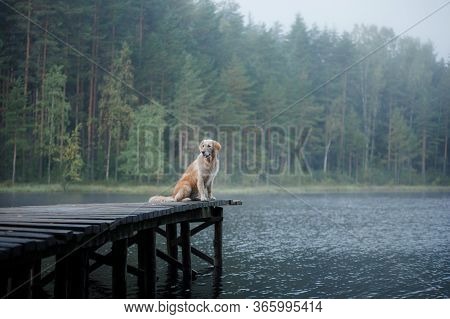 The Dog Is Playing In Water. Golden Retriever In The Water, On Nature. Pet For A Walk
