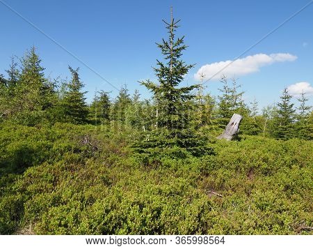 Trees In Silesian Beskid Mountains Range Landscapes Near Salmopol Pass Above European City Of Szczyr