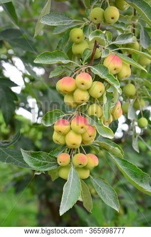 Malus Transitoria, The Cut-leaf Crabapple, Is A Species Of Flowering Plant In The Crabapple Genus Ma