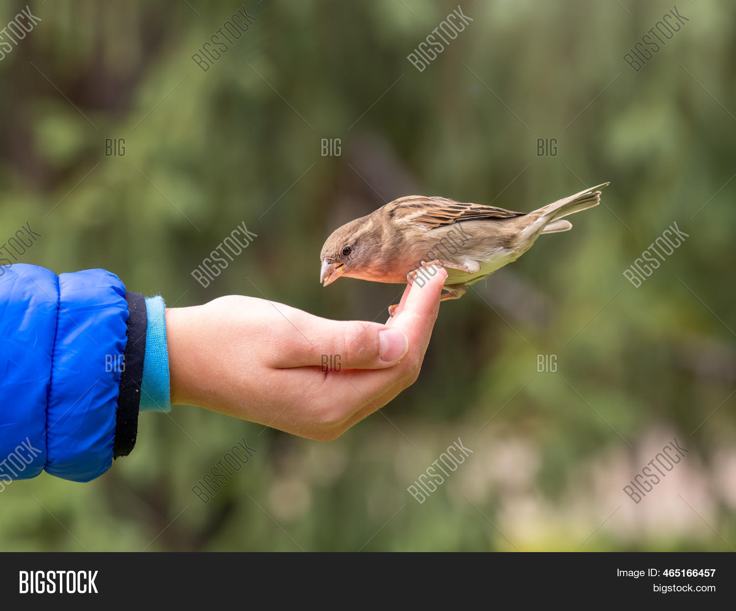 Boy Feeds Birds Seeds Image & Photo (Free Trial) Bigstock