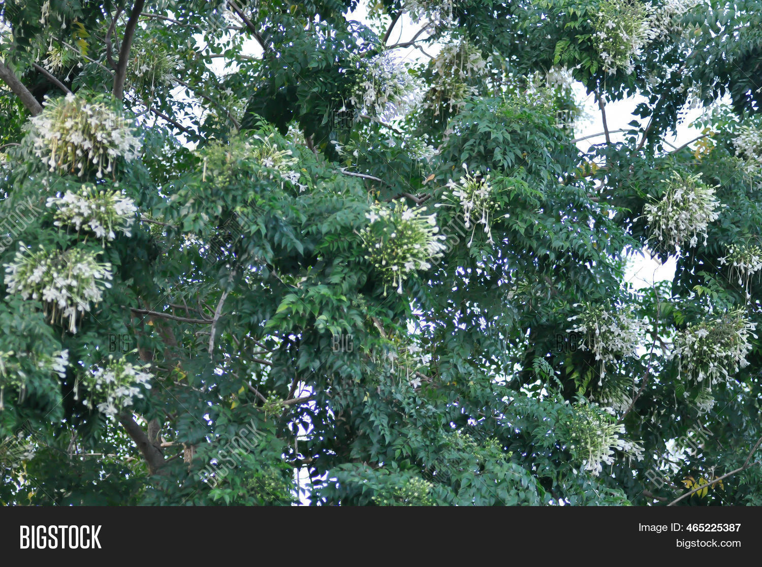 Cork Tree, Indian Cork Image & Photo (Free Trial) Bigstock