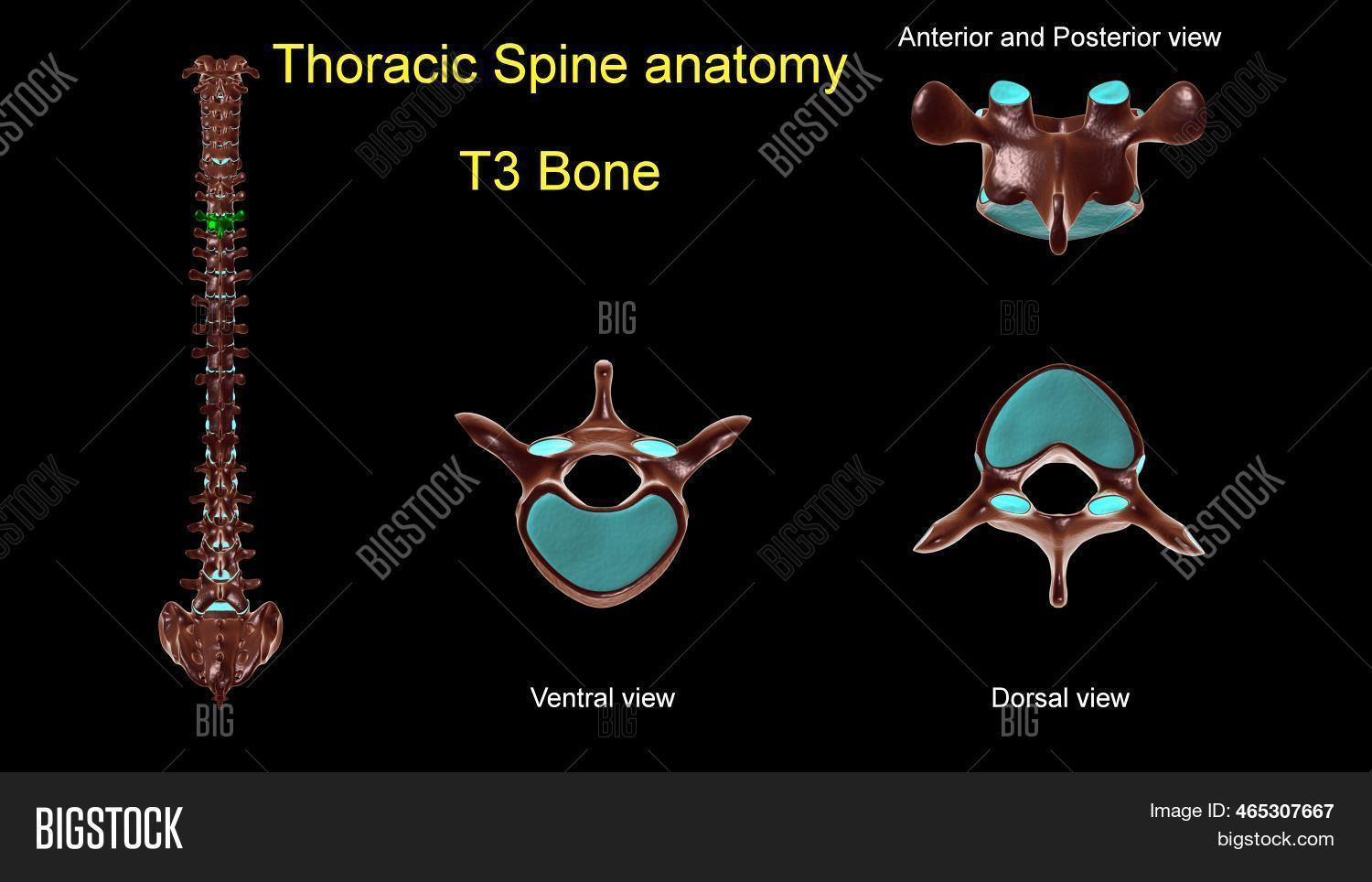 Thoracic Spine T 3 Image & Photo (Free Trial) | Bigstock