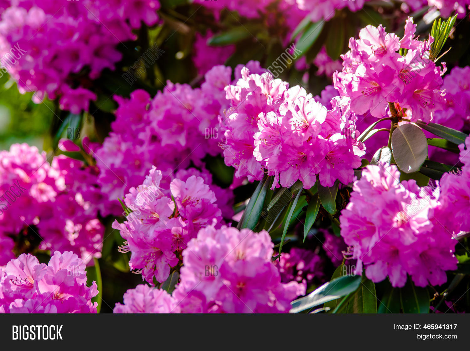 Pink Rhododendron Image & Photo (Free Trial) | Bigstock