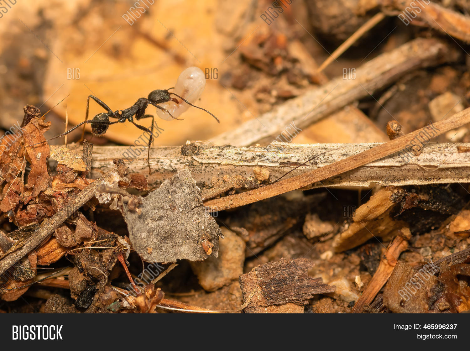 Ant Carrying Egg Image & Photo (Free Trial) Bigstock