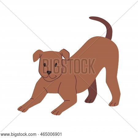 Dog Life And Lifestyle, Isolated Playful Puppy With Short Tail. Canine Animal Playing And Being Acti