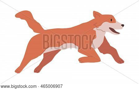 Puppy Active Domestic Pet Running Cheerfully. Isolated Dog, Life And Habits Of Canine Animals. Happy