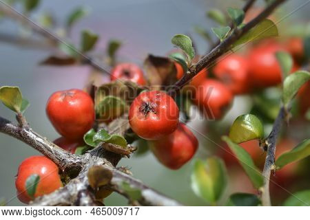 Blackburn Cranberry Cotoneaster Branch With Red Berries