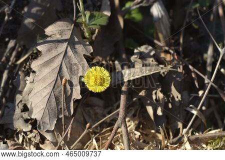 Coltsfoot Yellow Flower In The Garden In Spring