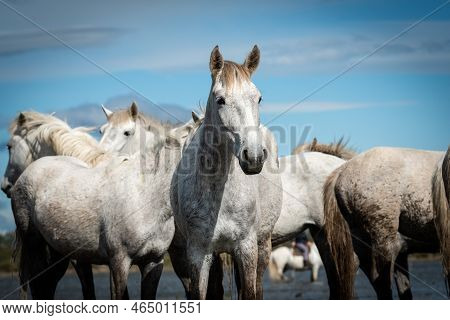 White Horses In Camargue, France Near Les Salines, France