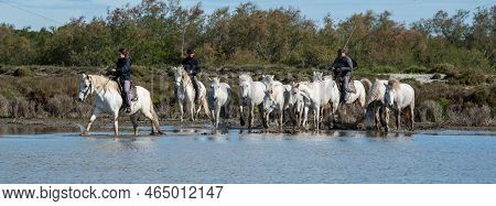 Camargue, France, April 27 2019 : White Horses And Two Guardians Are Walking In The Water All Over I
