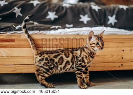 A Young Bengal Cat Walks Around The Room. Love For Pets. The Cat Bypasses Its Possessions.