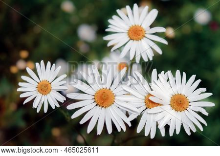 Close Up Of Matricaria Chamomilla Flowers, Commonly Known As Chamomile, Wild Chamomile Or Scented Ma