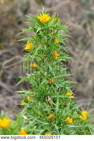 Wild Plants In Natural Life, Wild Thorn Photos.