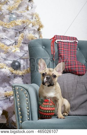 A French Bulldog Breed Dog With A Large Christmas Toy In The Form Of A Ball Sits In An Armchair Next