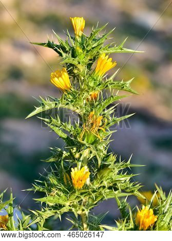 Wild Plants In Natural Life, Wild Thorn Photos.