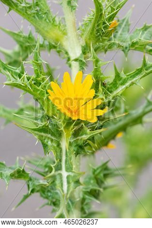 Wild Plants In Natural Life, Wild Thorn Photos.