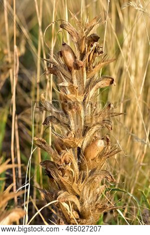 Wild Plants In Natural Life, Wild Thorn Photos.