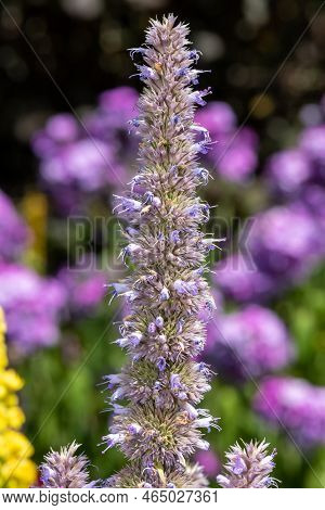 Giant Hyssop Flower