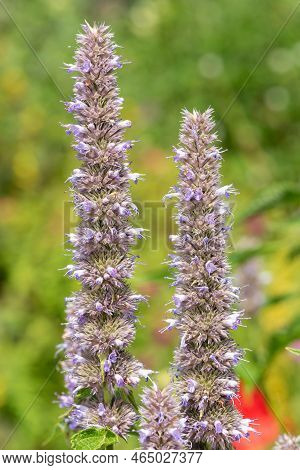 Giant Hyssop Flowers