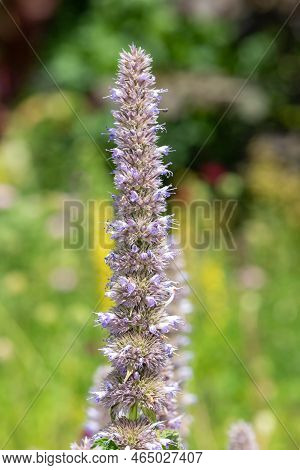 Giant Hyssop Flower