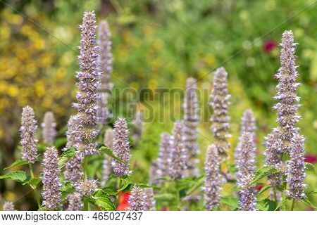 Giant Hyssop Flowers