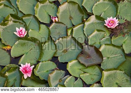 Water Nymphal Lily Flowers And Green Leaves Natural Background, Top View.