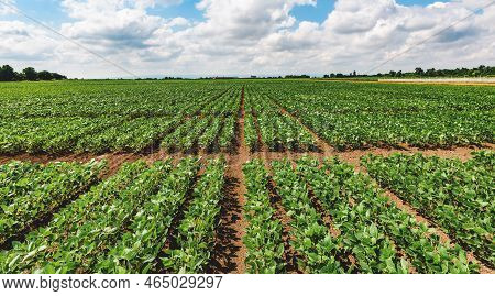 Young Green Soybean Crop Seedling Plants In Cultivated Perfectly Clean Agricultural Plantation Field