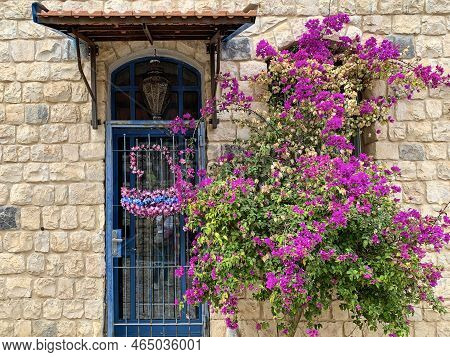 Rosh Pina, Israel - October 21, 2022: Entrance Door And Flowering Bougainvillea Bush In The Historic