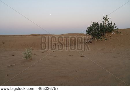 Moon Set. View Of Thar Desert Sand Dunes , Pre Dawn Light Before Sun Rise And Moon Setting Off In Th