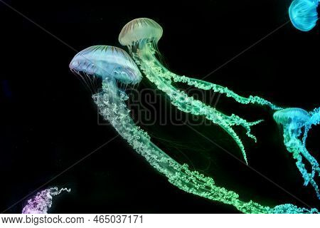 Jellyfish (chrysaora Fuscescens Or Pacific Sea Nettle)