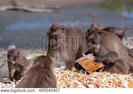 Group Of Macaque Monkeys Are Eating Crusts Of Bread From Large Pile On Ground. One Monkey Is Holding