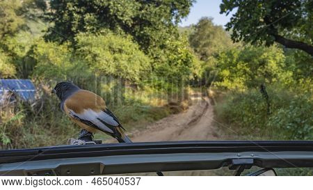 Indian Tree Magpie Urraca Vagabunda Sat Down On The Car.  You Can See The Colorful Plumage, Eyes, Be