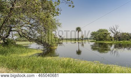 Duckweed Is Visible On The Surface Of A Smooth Calm Lake. Lush Grass And Spreading Trees On The Bank