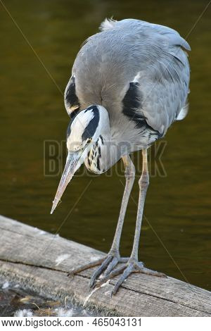 Grey Heron On A Wooden Plank At The Ko-graben In Dusseldorf, Germany