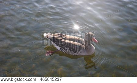 Grey Goose Swimming On Lake Sunny Day