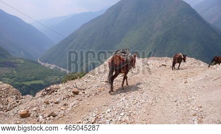 Mulees Walkin Along A Trail In Andes
