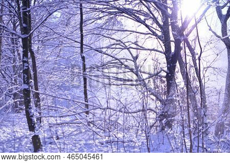 Winterday Snow In The Forest Sun Is Shining