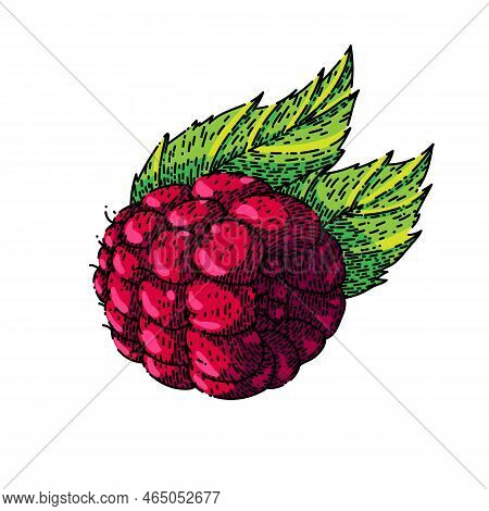 Raspberry Berry Hand Drawn Vector. Red Fruit, Leaf Plant, Food Fresh, Sweet Green, Dessert Ripe, Sin