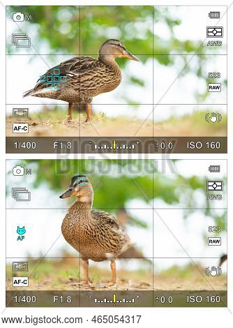 Bird Eye Focus Detection In A Camera Viewfinder With The Photographic Settings