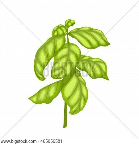 Basil Pesto Plant Cartoon. Green Fresh, Food Leaf, Herb Leaves, Vegetarian Sauce, Organic Diet, Vege