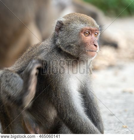 Formosan Macaque, Formosan Rock Monkey Also Named Taiwanese Macaque In The Wild.
