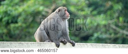 Formosan Macaque, Formosan Rock Monkey Also Named Taiwanese Macaque In The Wild.