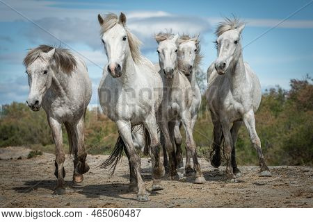 27/04/2019 : White Horses Are Walking In The Sand All Over The Landskape  Of Camargue, South Of Fran