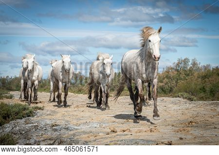 Herd Of White Horses Are Taking Time On The Beach. Image Taken In Camargue, France.
