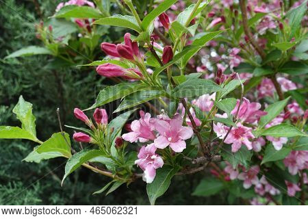 Flowers And Buds Of Weigela Florida In Mid May